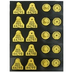 KIT CROTAL ELECTRÓNICO+CROTAL OFICIAL